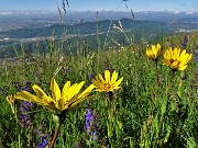 In Linzone spettacolo di narcisi e muscari - 15magg23-FOTOGALLERY